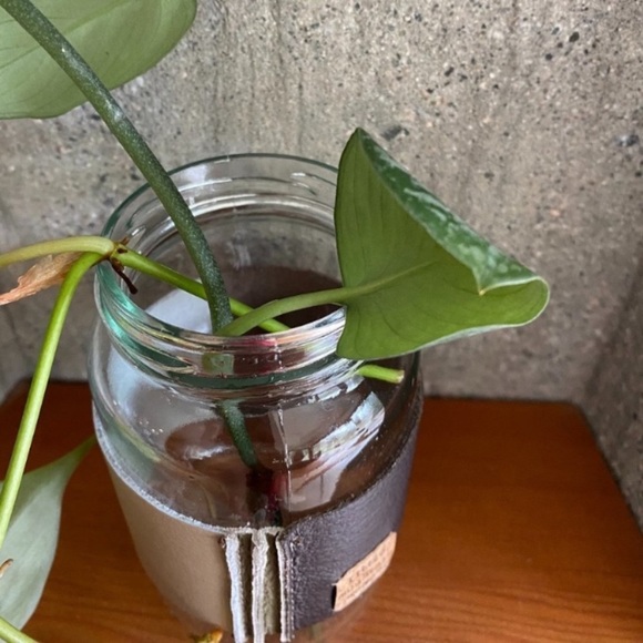 Leather Handcrafted “Coliseum” Propagation Vase - Picture 8 of 11